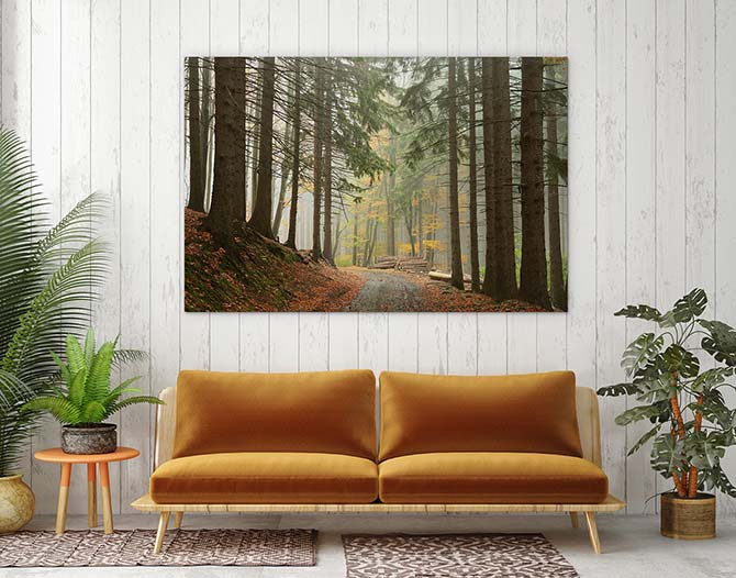 Path through the conifers - Image 3