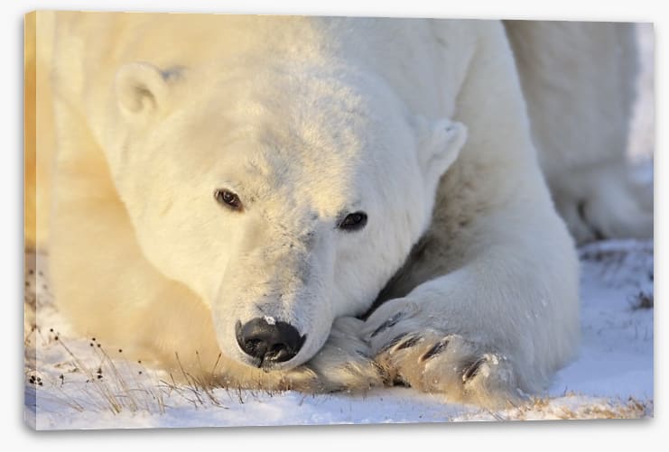 Peaceful polar bear - Image 2