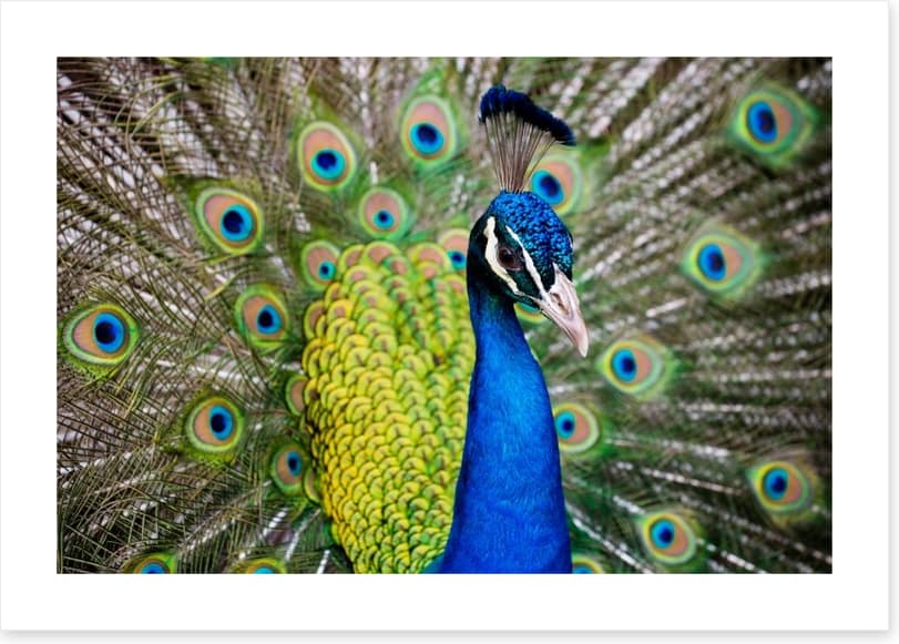 Peacock plumage - Image 2