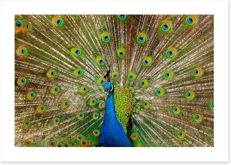 Peacock pride - Image 2