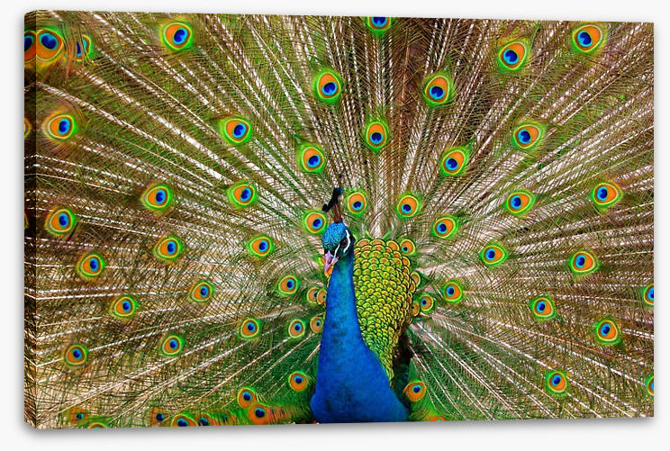 Peacock pride - Image 2