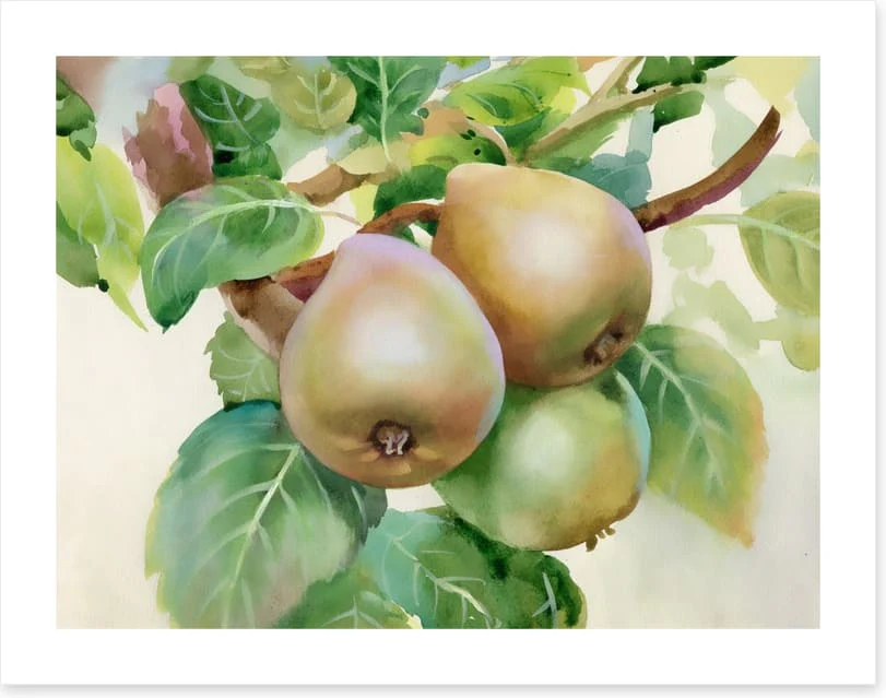 Pears on a branch - Image 2