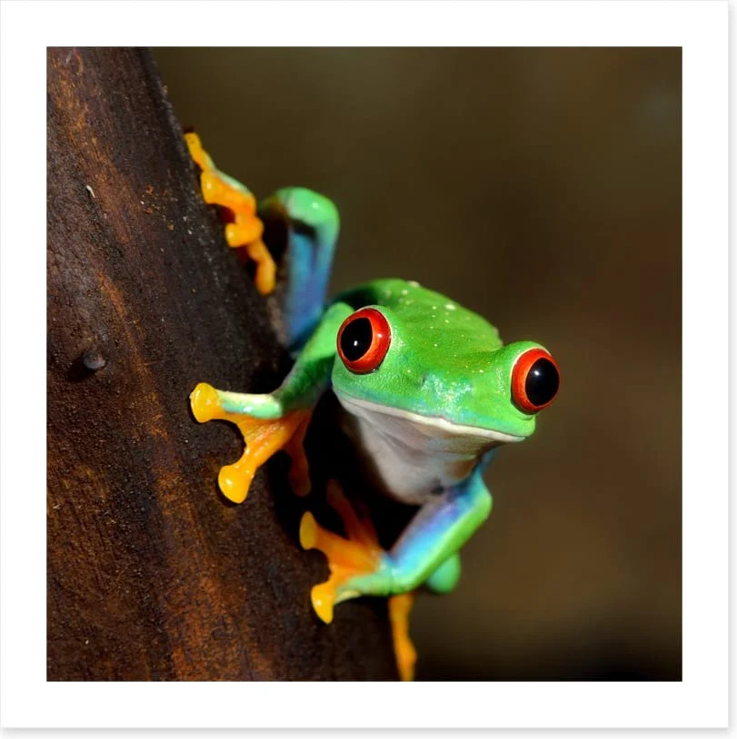 Peeping frog - Image 2