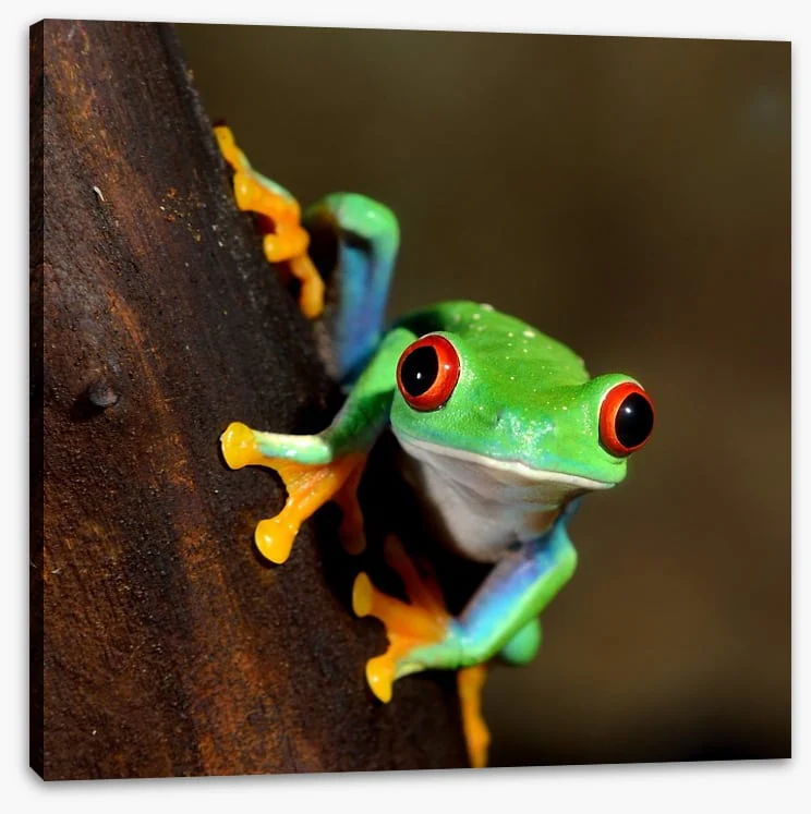 Peeping frog - Image 2