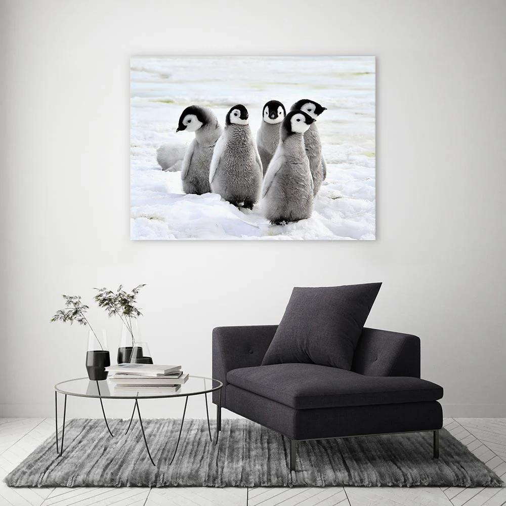 Penguin playdate - Image 3