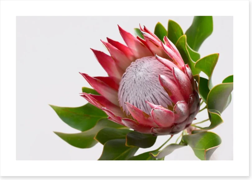 Perfect protea - Image 2