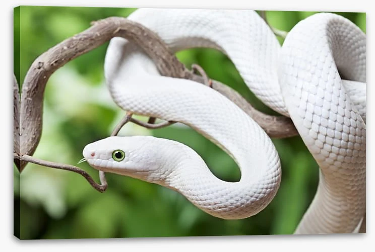 Reptiles / Amphibian - Image 2