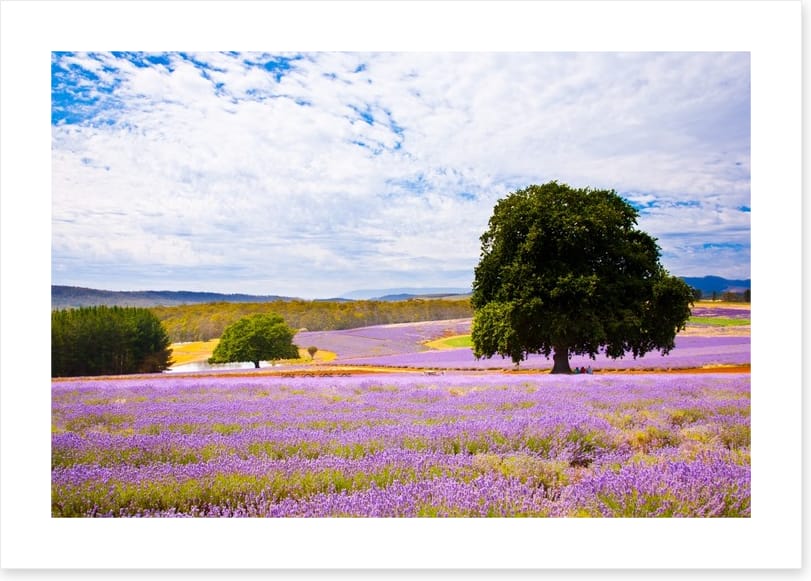 Picture perfect lavender farm - Image 2