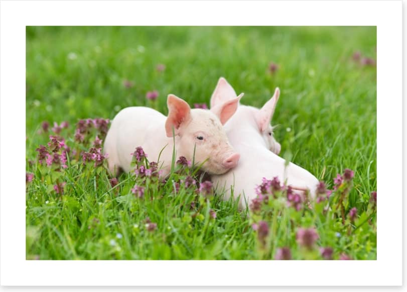 Piglet snuggles - Image 2