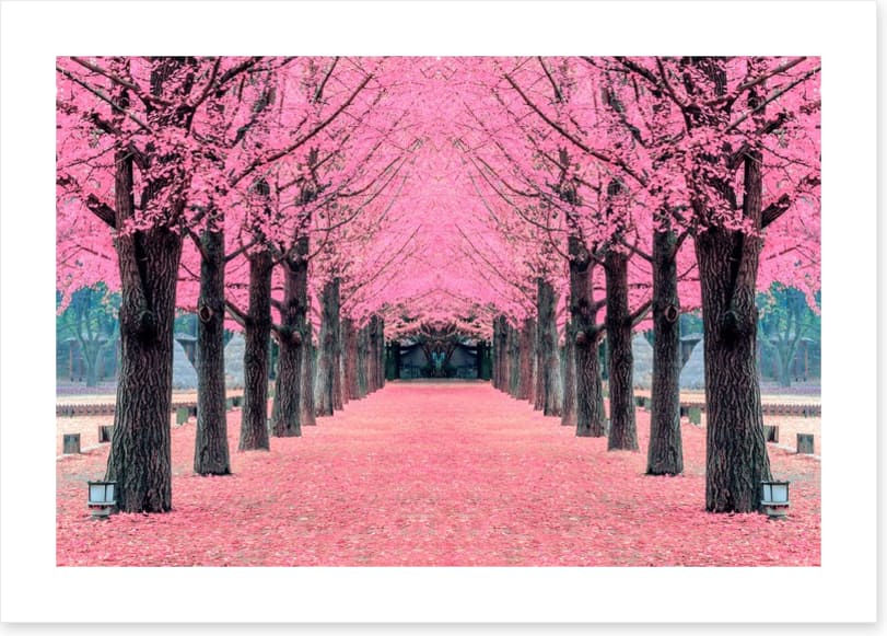 Pink blossom tunnel, Nami Island - Image 2