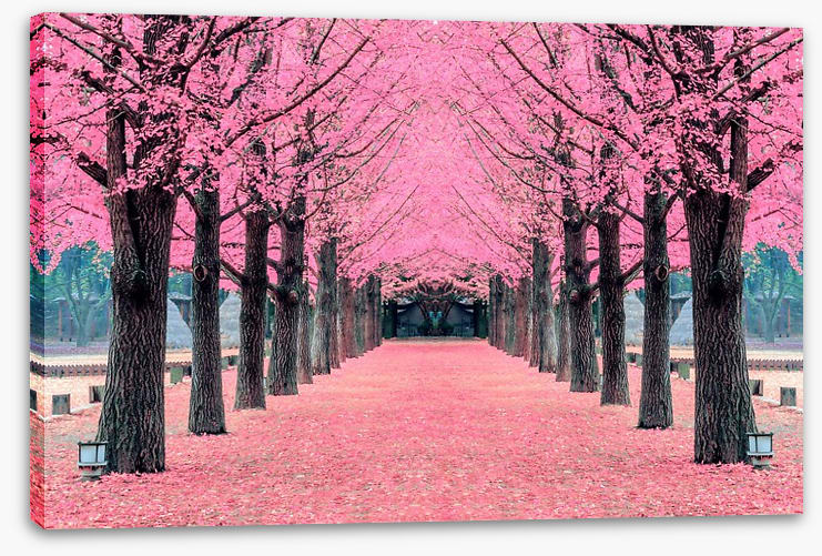 Pink blossom tunnel, Nami Island - Image 2
