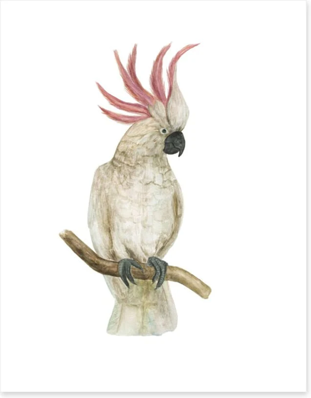 Pink crested cockatoo - Image 2