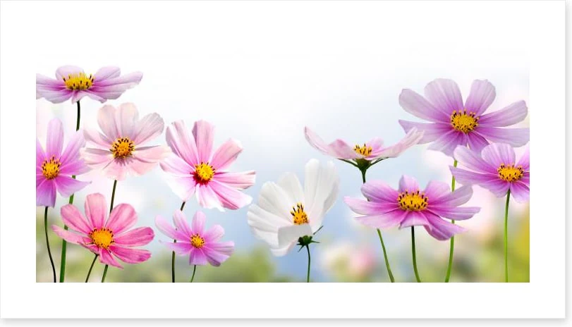 Pink flower panoramic - Image 2