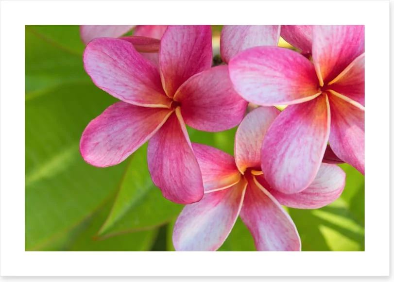 Pink frangipani - Image 2