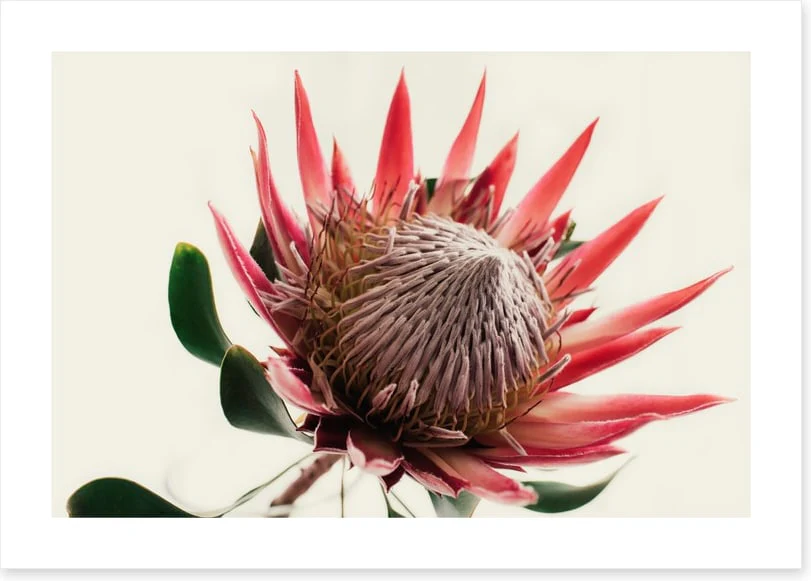 Pink king protea - Image 2