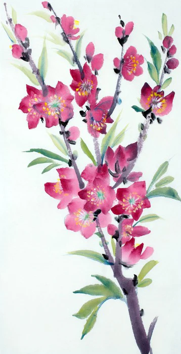 Pink peach blossom