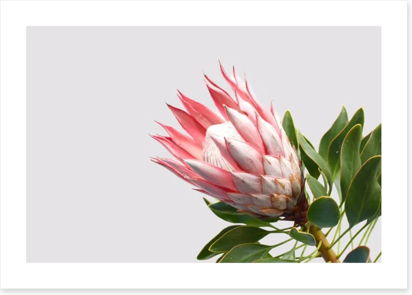 Pink protea - Image 2