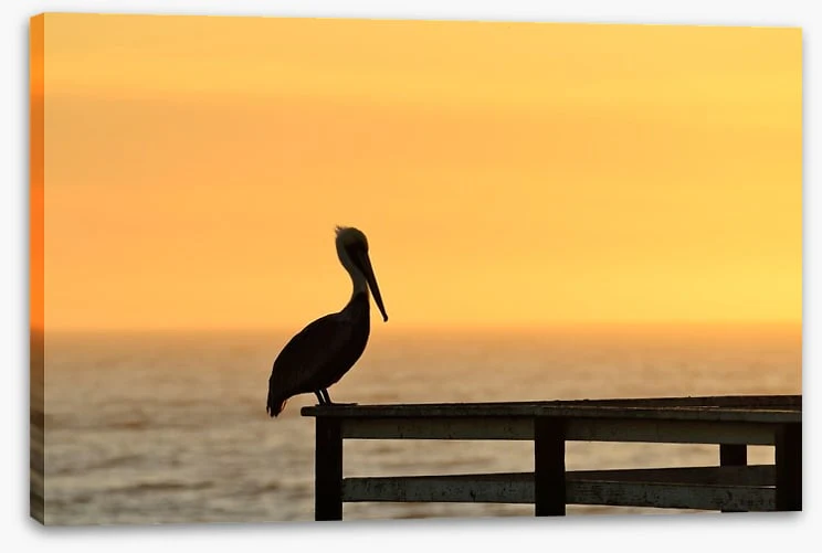 Pizmo pelican - Image 2