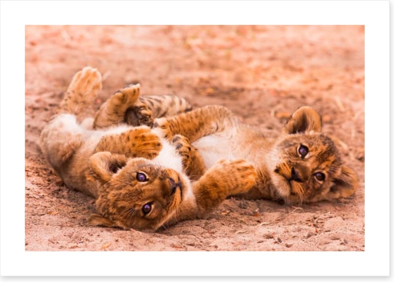 Playful lion cubs - Image 2