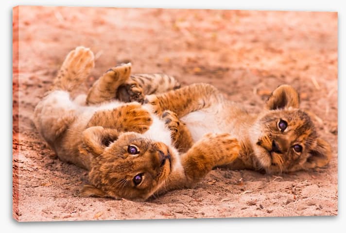 Playful lion cubs - Image 2