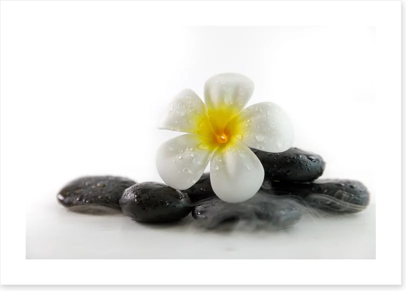 Plumeria on the rocks - Image 2