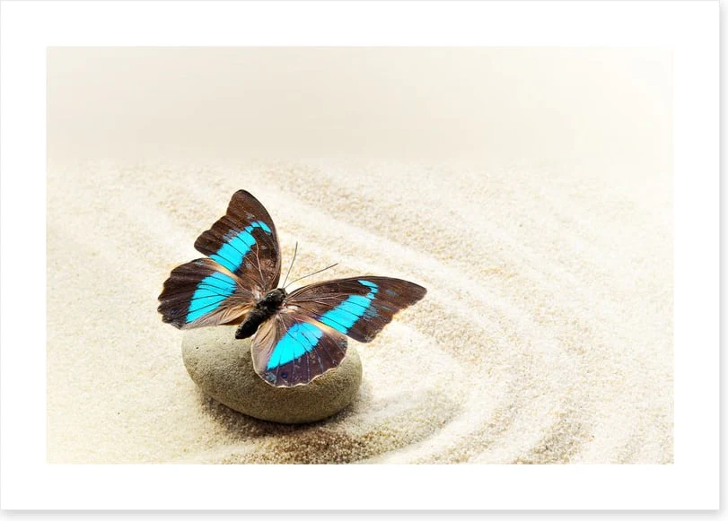 Prepona Laerte on the sand - Image 2