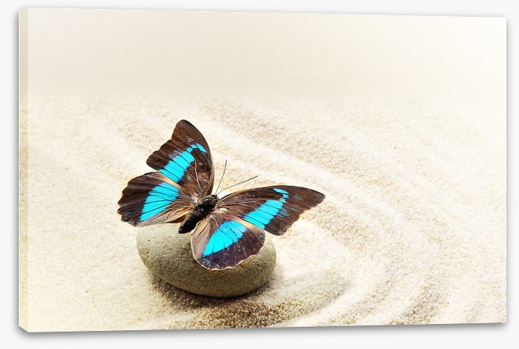 Prepona Laerte on the sand - Image 2
