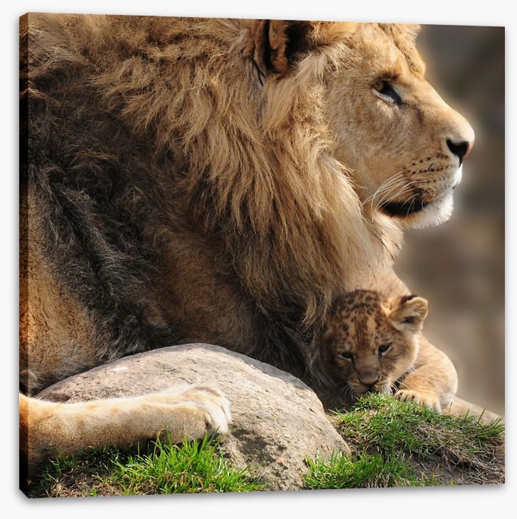 Pride and protection - Image 2