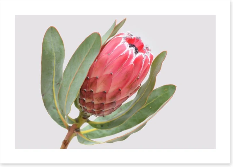 Protea sylvia - Image 2