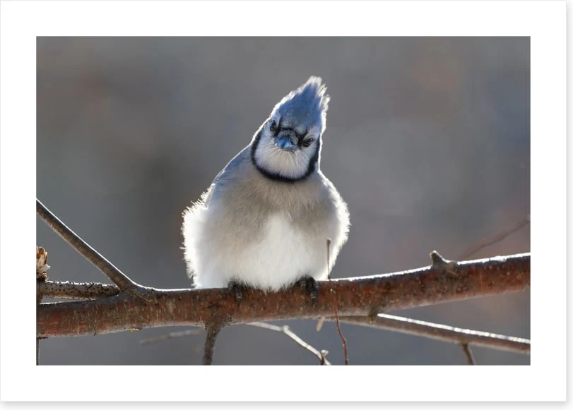 Puffed up - Image 2