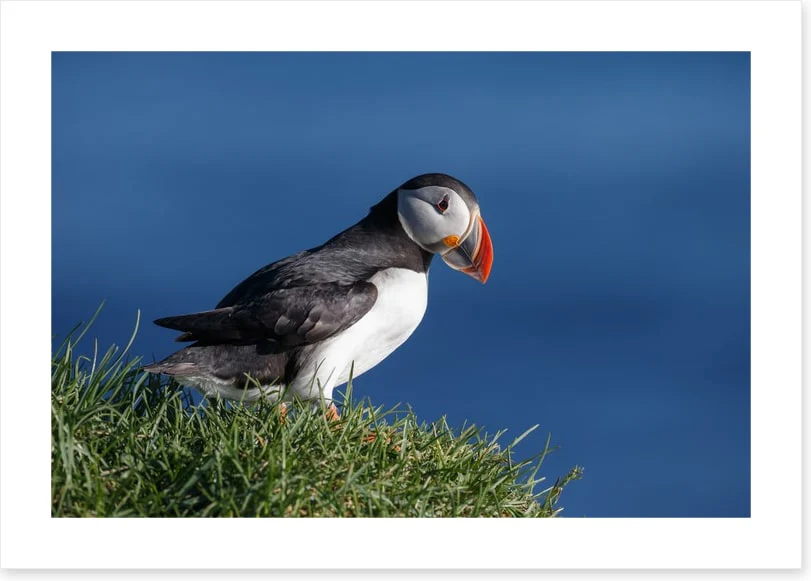 Puffin perch - Image 2