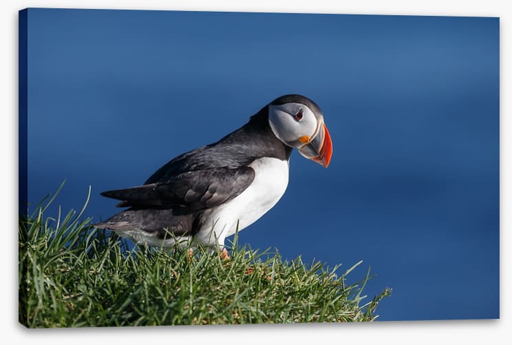 Puffin perch - Image 2