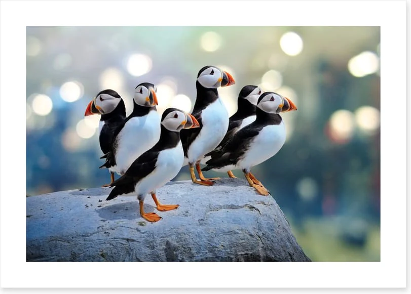 Puffin rock - Image 2