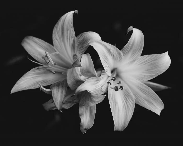 Pure lily