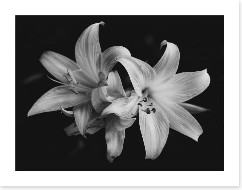 Pure lily - Image 2