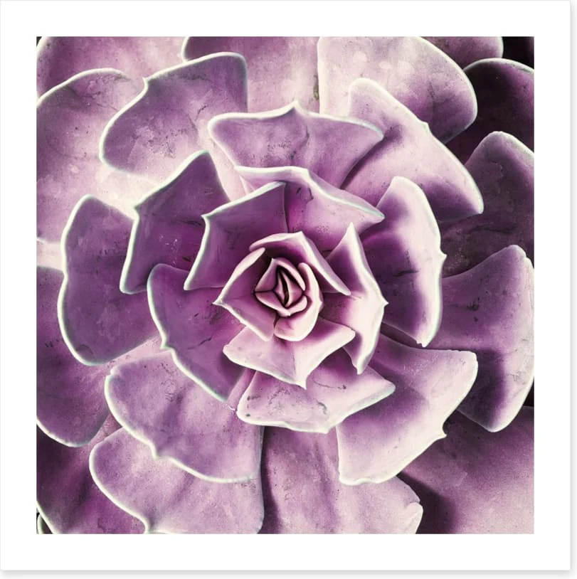 Radiant rosette - Image 2