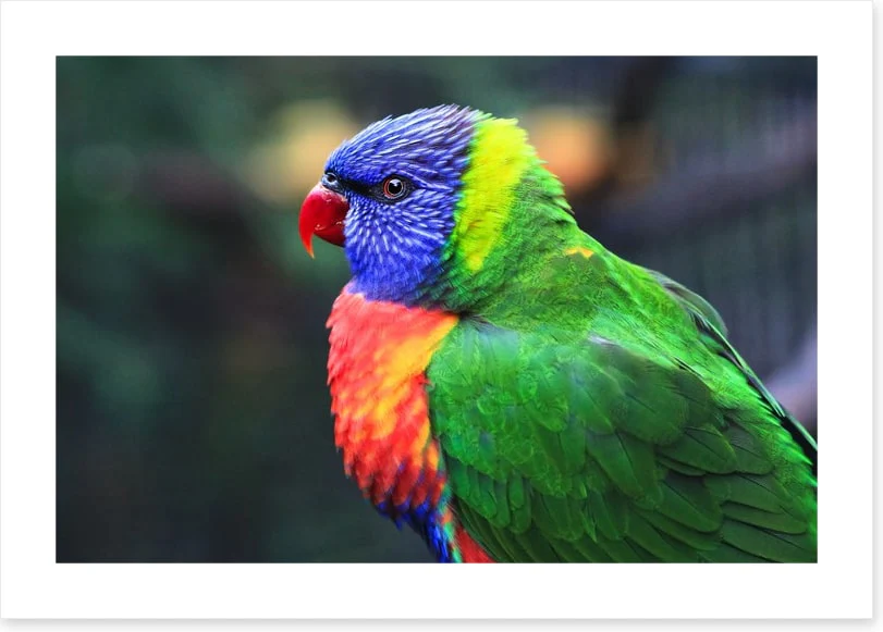 Rainbow lorikeet - Image 2