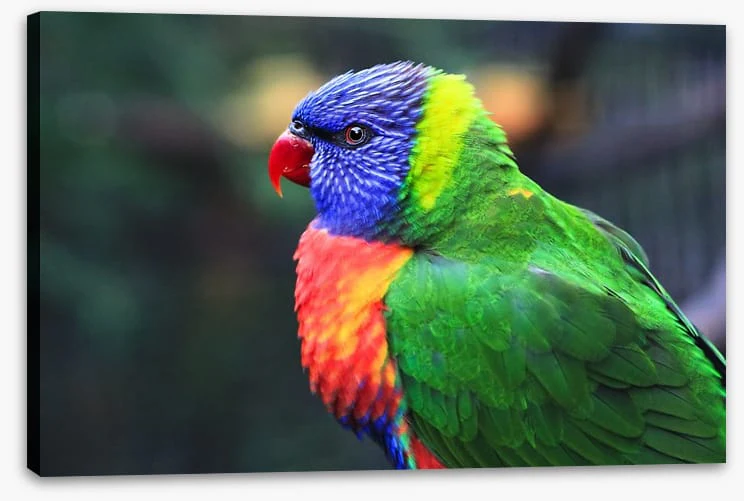 Rainbow lorikeet - Image 2