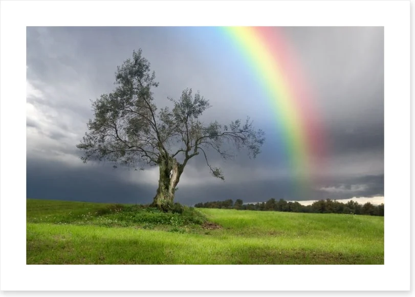 Rainbow over the olive tree - Image 2
