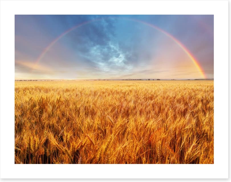 Rainbow over the wheat - Image 2