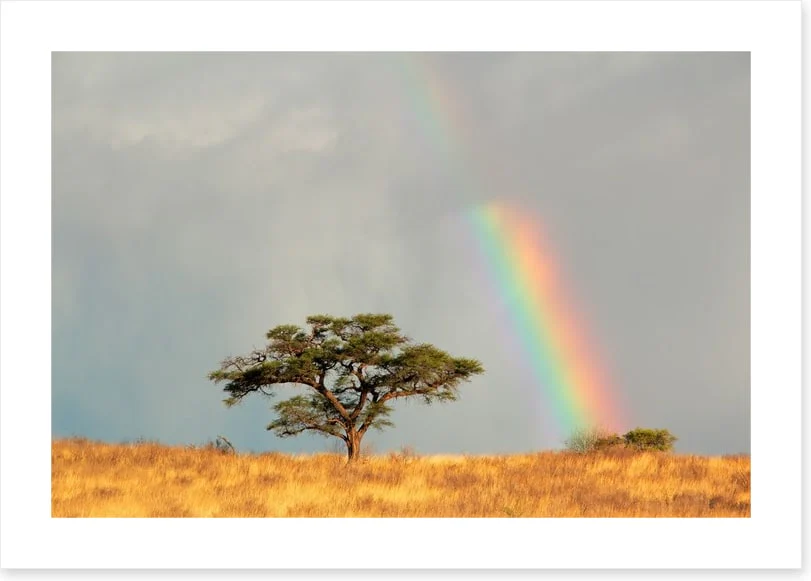 Rainbows - Image 2