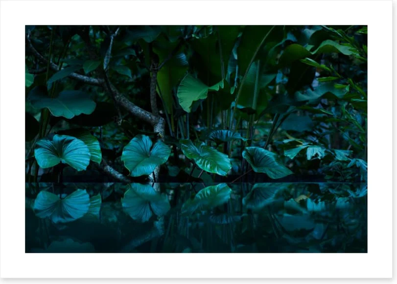 Rainforest reflections - Image 2