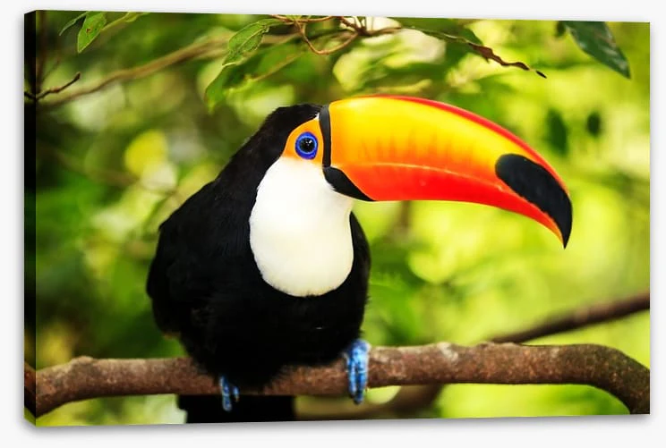 Rainforest tucan - Image 2