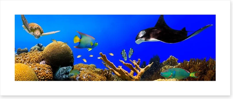 Ray in the reef - Image 2