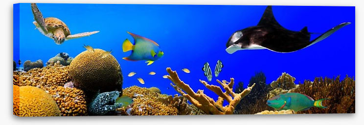 Ray in the reef - Image 2