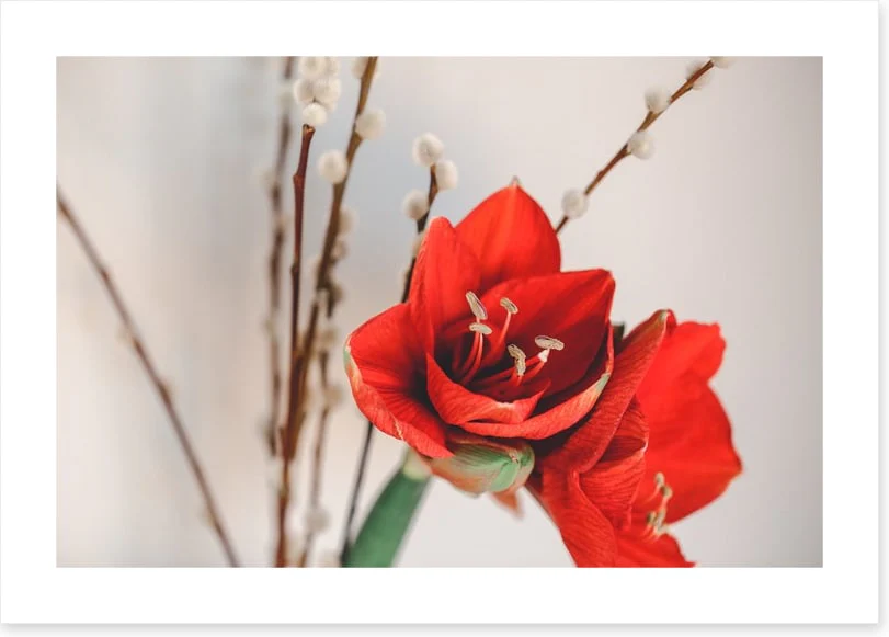 Red amaryllis - Image 2