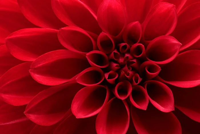 Red dahlia delight
