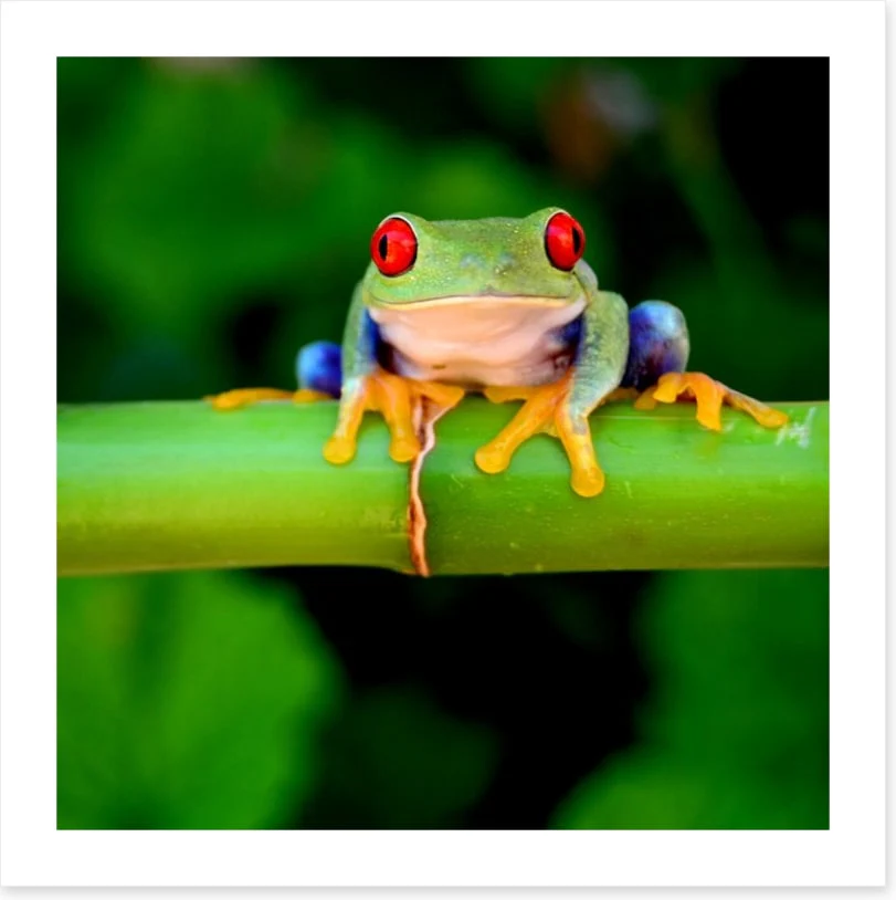 Red eye - Image 2