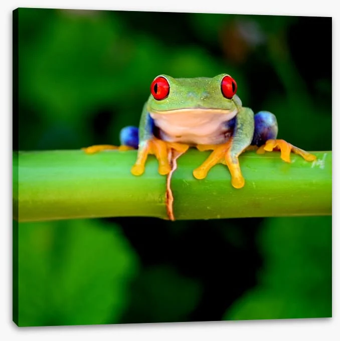 Red eye - Image 2