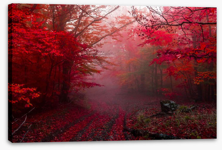 Red forest mist - Image 2